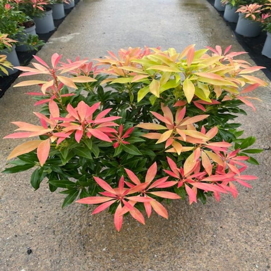 forest flame 900x900.jpg