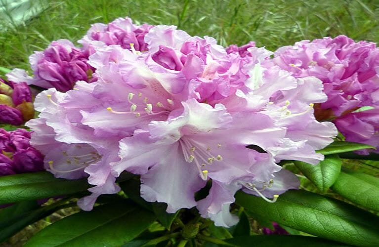 "Rhododendron