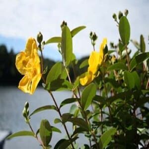 "Hypericum