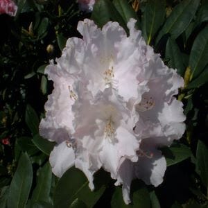"Rhododendron