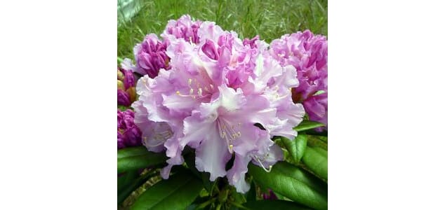 "Rhododendron