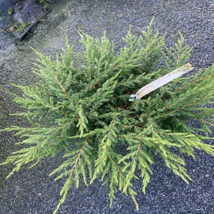 Juniperus com. 'Repanda'