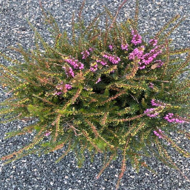 Erica Darleyensis 'Kramer`s Rote'
